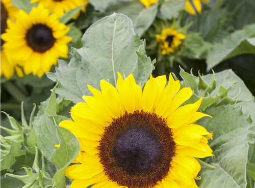 Helianthus annuus Helianthus annuus