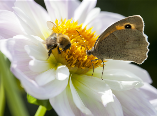 Insektenweide Insektenweide