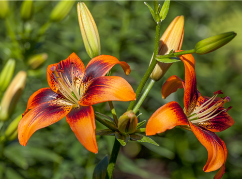 Lilium Asiatic Lilium Asiatic