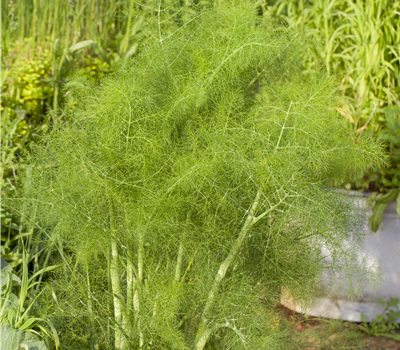 Foeniculum vulgare Foeniculum vulgare