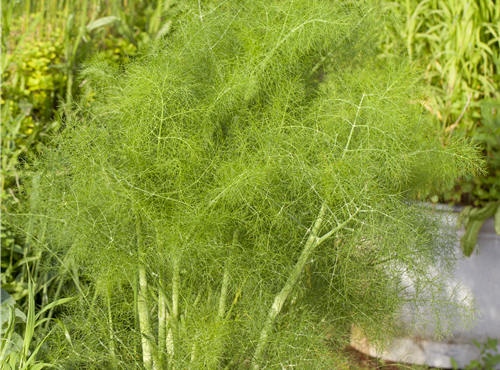 Foeniculum vulgare Foeniculum vulgare
