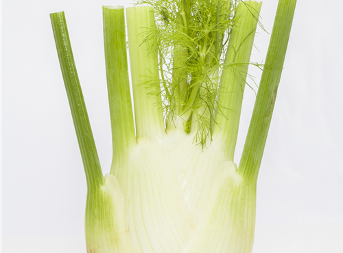 Foeniculum vulgare var. azoricum