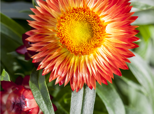 Helichrysum bracteatum Helichrysum bracteatum