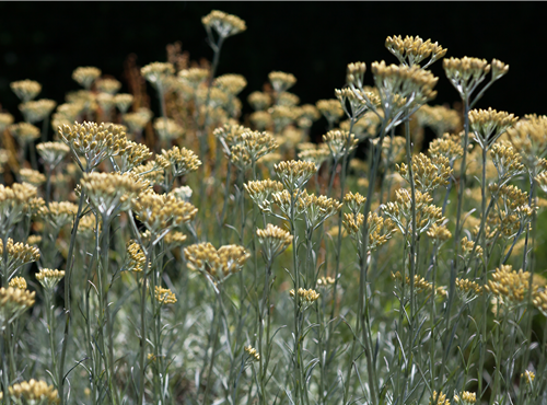 Helichrysum italicum Helichrysum italicum