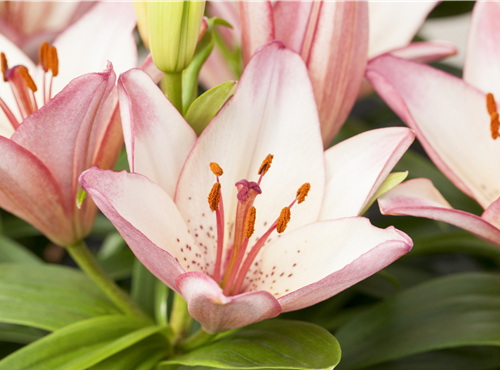 Lilium Oriental Lilium Oriental