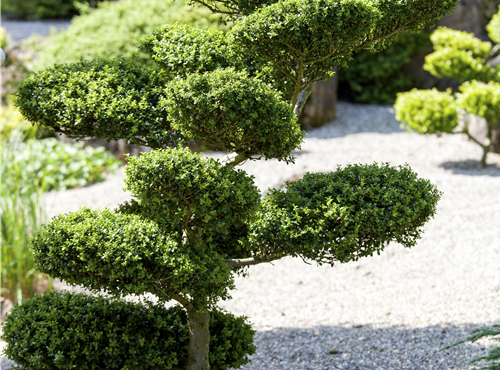 Formgehölze Formgehölze