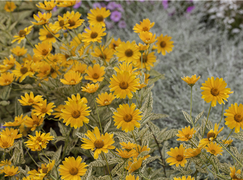 Heliopsis helianthoides Heliopsis helianthoides