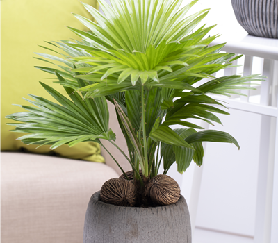 Livistona chinensis Livistona chinensis