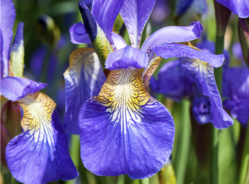 Iris sibirica Iris sibirica