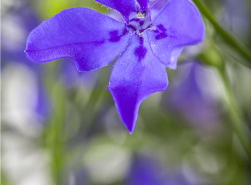 Lobelia erinus Lobelia erinus