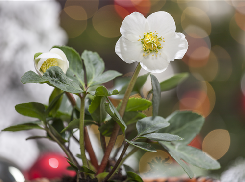 Helleborus niger Helleborus niger
