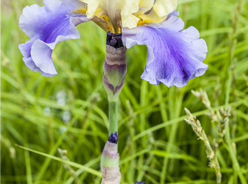 Iris x germanica Iris x germanica