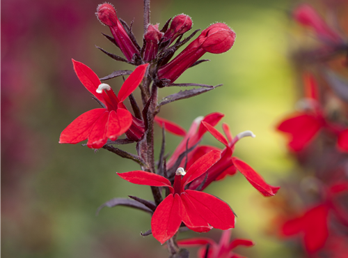 Lobelia x speciosa Lobelia x speciosa