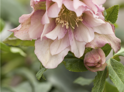 Helleborus orientalis Helleborus orientalis