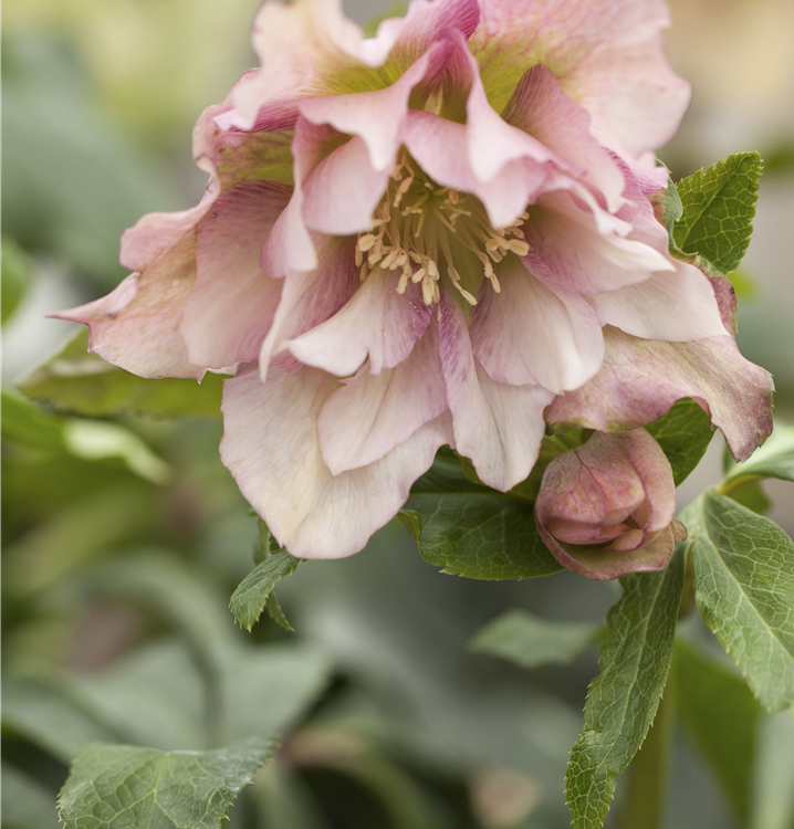 Frühlings-Nieswurz Frühlings-Nieswurz