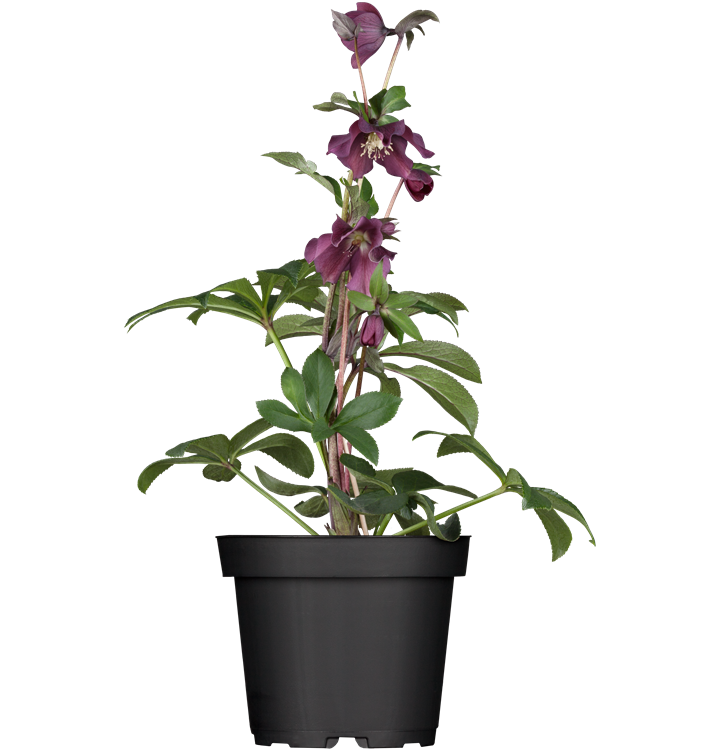 Frühlings-Nieswurz Frühlings-Nieswurz