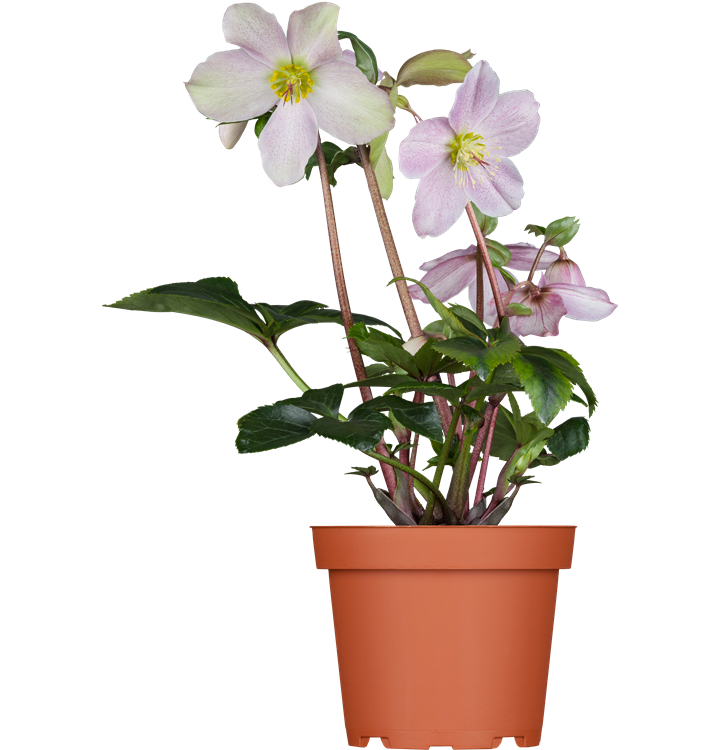 Frühlings-Nieswurz Frühlings-Nieswurz