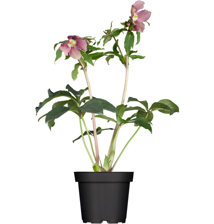 Frühlings-Nieswurz Frühlings-Nieswurz