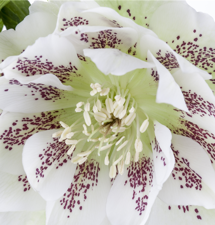 Frühlings-Nieswurz Frühlings-Nieswurz