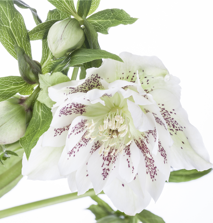 Frühlings-Nieswurz Frühlings-Nieswurz