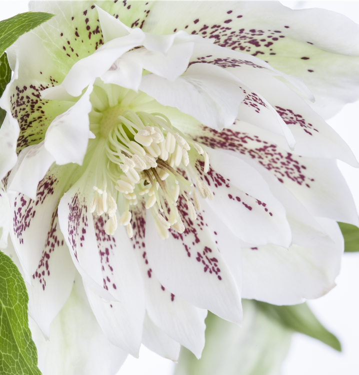 Frühlings-Nieswurz Frühlings-Nieswurz