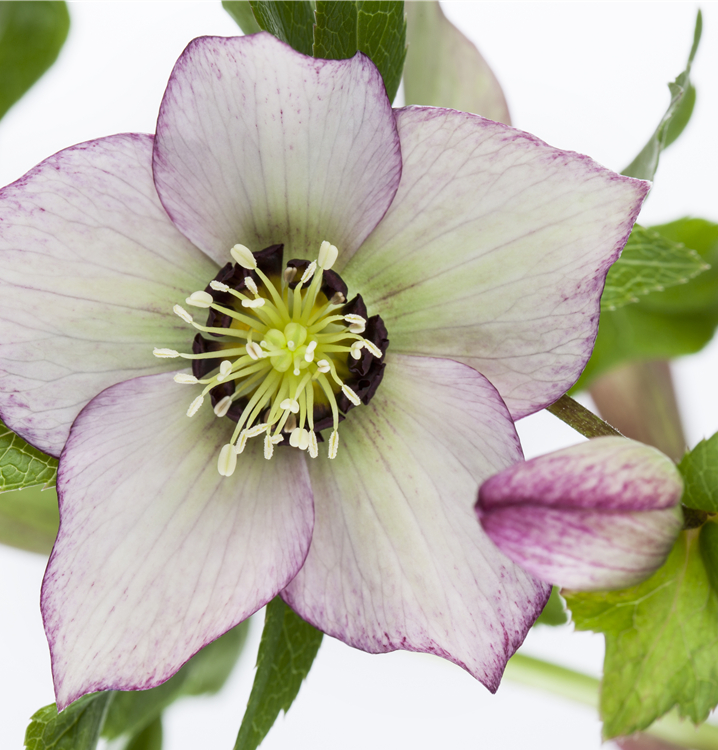 Frühlings-Nieswurz Frühlings-Nieswurz