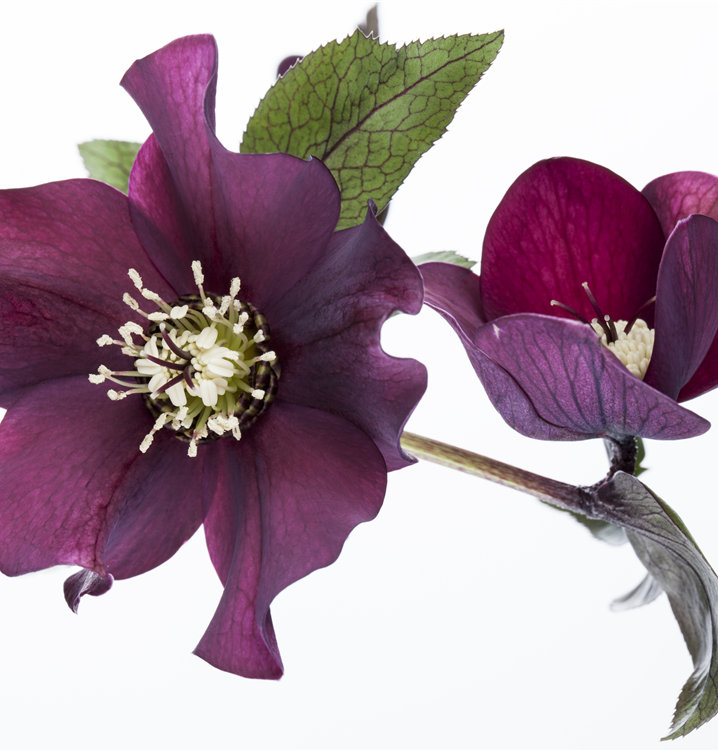 Frühlings-Nieswurz Frühlings-Nieswurz