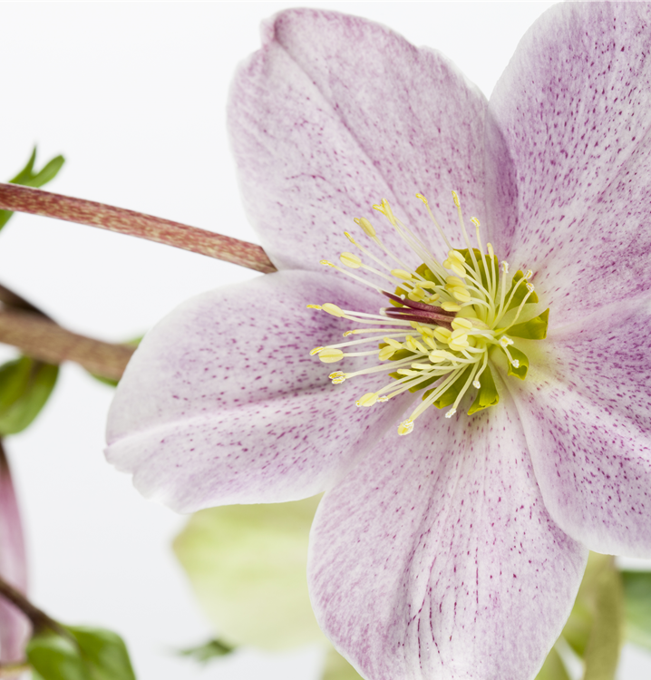 Frühlings-Nieswurz Frühlings-Nieswurz