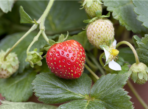 Fragaria x ananassa Fragaria x ananassa