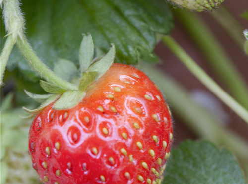 Fragaria x ananassa 'Senga®-Sengana®' Fragaria x ananassa 'Senga®-Sengana®'