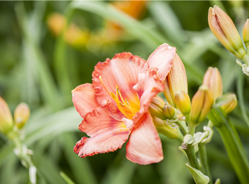 Hemerocallis Hemerocallis