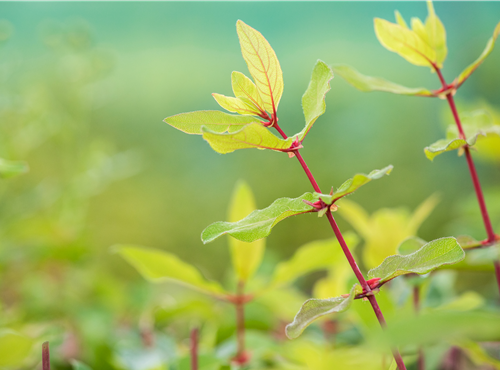 Lonicera caerulea var. kamtschatica