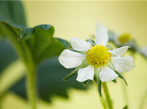 Fragaria x ananassa 'Elan' Fragaria x ananassa 'Elan'