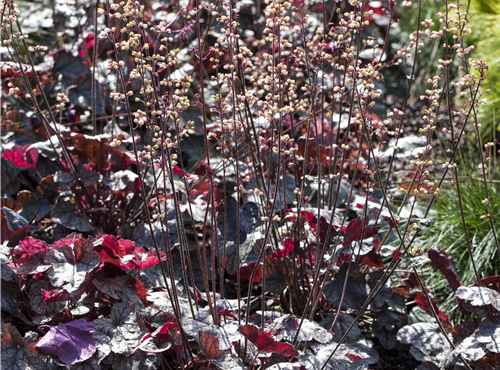 Heuchera micrantha Heuchera micrantha