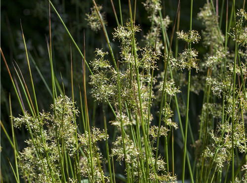 Juncus effusus Juncus effusus