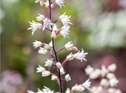 Heucherella Heucherella