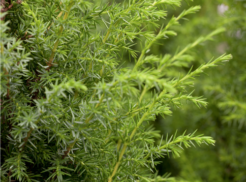 Juniperus communis Juniperus communis
