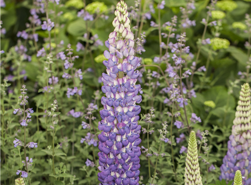 Lupinus polyphyllus Lupinus polyphyllus