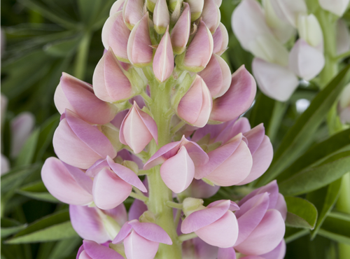 Lupinus polyphyllus 'Nanus Gallery' Lupinus polyphyllus 'Nanus Gallery'
