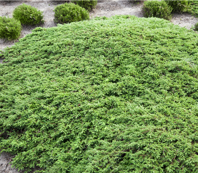 Juniperus communis 'Green Carpet' Juniperus communis 'Green Carpet'