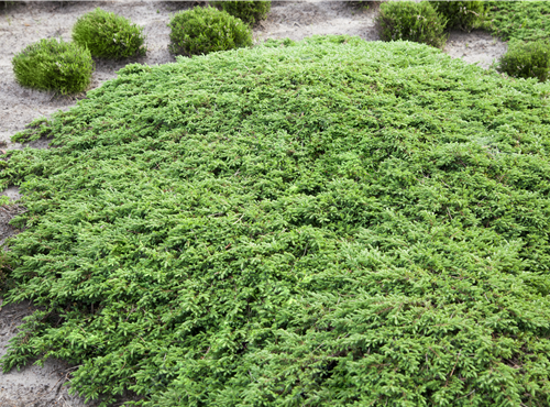 Juniperus communis 'Green Carpet' Juniperus communis 'Green Carpet'