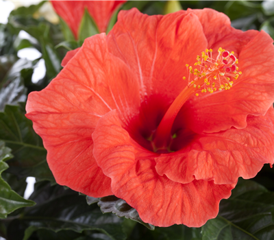 Hibiscus rosa-sinensis Hibiscus rosa-sinensis