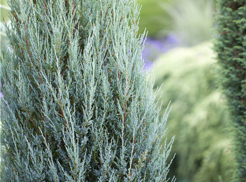 Juniperus virginiana 'Blue Arrow' Juniperus virginiana 'Blue Arrow'