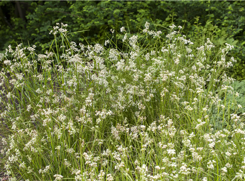 Luzula nivea Luzula nivea