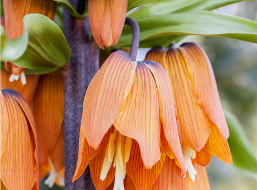 Fritillaria imperialis Fritillaria imperialis