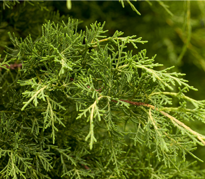 Juniperus x pfitzeriana Juniperus x pfitzeriana