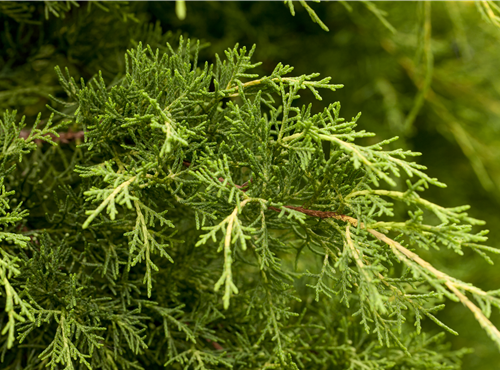 Juniperus x pfitzeriana Juniperus x pfitzeriana