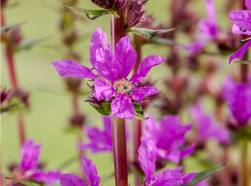 Lythrum salicaria
