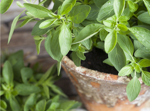 Origanum majorana Origanum majorana