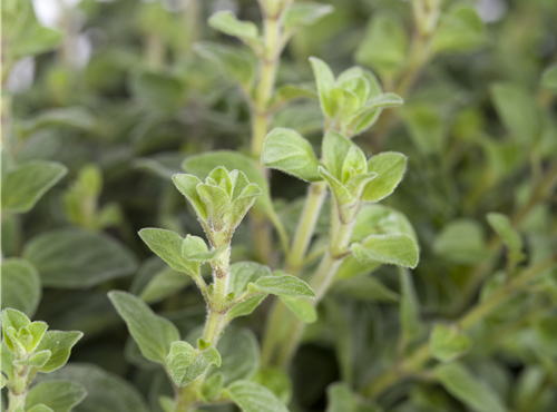 Origanum vulgare Origanum vulgare